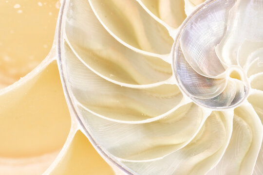 Cross Section Of A Chambered Nautilus Sea Shell  