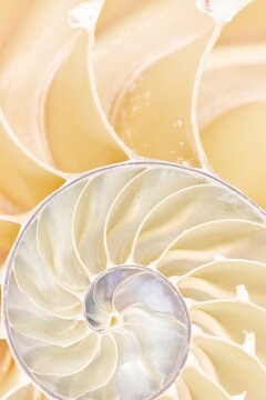 Nautilus Shell Section  