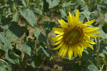 Closeup of a sunflower growing in a field of sunflowers during a nice sunny summer day, Sunflower natural background. flower blooming, Beautiful field of blooming sunflowers, Chakwal, Punjab, Pakistan