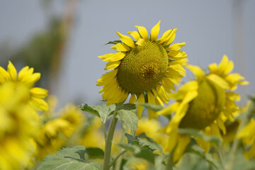 Closeup of a sunflower growing in a field of sunflowers during a nice sunny summer day, Sunflower natural background. flower blooming, Beautiful field of blooming sunflowers, Chakwal, Punjab, Pakistan