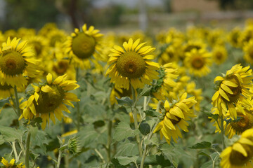 Closeup of a sunflower growing in a field of sunflowers during a nice sunny summer day, Sunflower natural background. flower blooming, Beautiful field of blooming sunflowers, Chakwal, Punjab, Pakistan