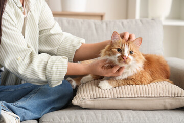 Young woman stroking cute ginger cat on pillow at home, closeup © Pixel-Shot