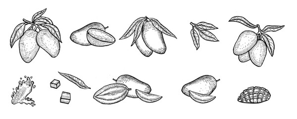 Mango outline sketch set. Hand drawn tropical fruit isolated. Whole mango, halves, slices and cube pieces with splash vector illustration set. Black and white ink drawing exotic fruit branches, leaves