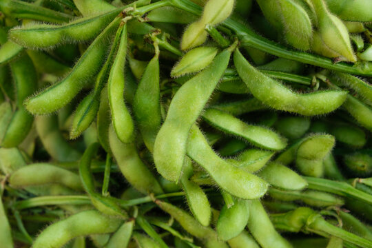 Fresh whole green soybeans