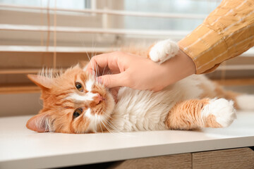 Young woman stroking cute ginger cat on windowsill at home, closeup