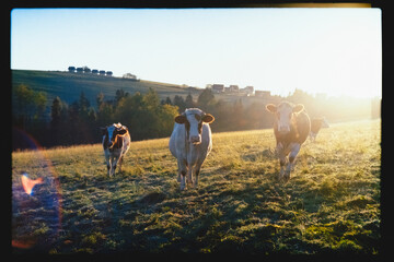 Cows in Morning Sunlight on Meadow