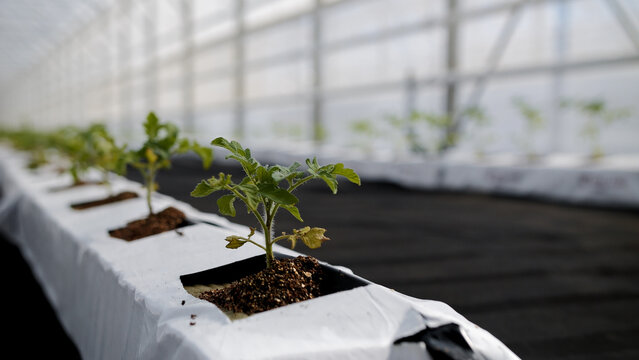Tomato Seedlings Growing in Greenhouse - Powered by Adobe