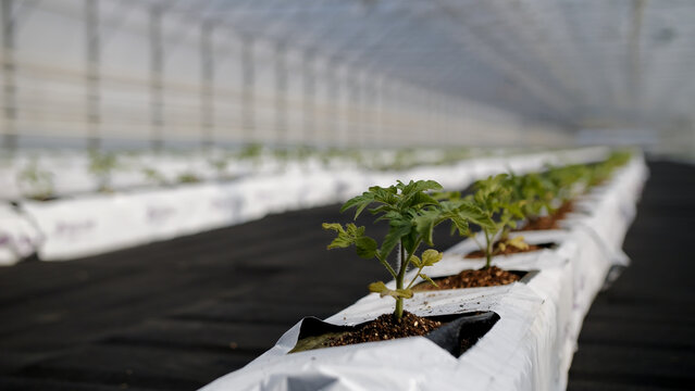 Young Tomato Seedlings in Greenhouse