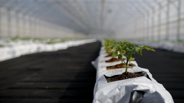 Tomato Plants in Controlled Greenhouse