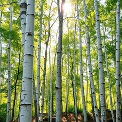 Magnificent birch trees with striking white bark, dappled sunlight filtering through leaves,  white bark,  sunlight