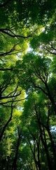 Lush forest canopy teeming with diverse trees, sunlight filtering through leaves,  natural world,  summer