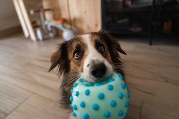 Border collie dog holding spiky ball