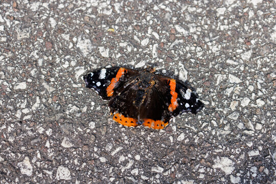 Black and orange butterfly.