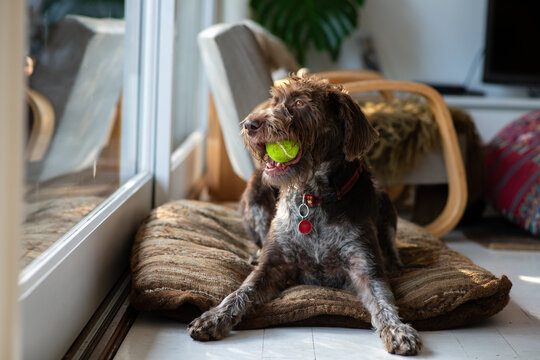 happy dog with ball
