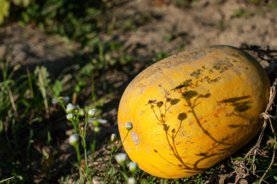 Agricultural work in the garden