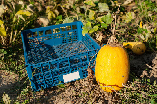 Agricultural work in the garden