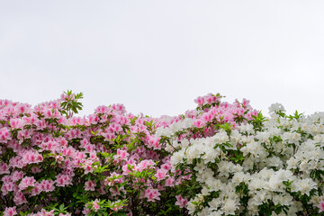 空をバックにした満開のつつじ