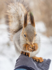 Obraz premium Squirrel eats nuts from a man's hand. Caring for animals in winter or autumn.