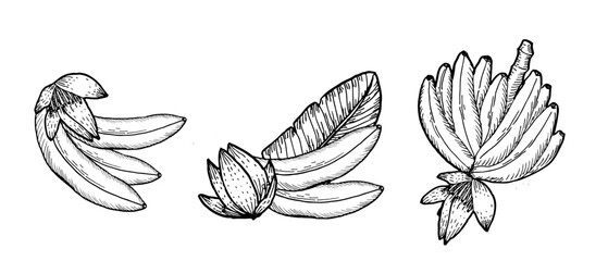 Vector set of banana branch with flowers. Set of compositions of tropical fruits. Ink drawing etching outline design. Line art sketch of ripe bananas with leaf and flowers.
