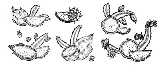 Dragon fruit compositions set. Vector sketch drawing illustrations in vintage linear style. Can used for packaging design.