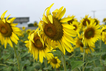 Closeup of a sunflower growing in a field of sunflowers during a nice sunny summer day, Sunflower natural background. flower blooming, Beautiful field of blooming sunflowers, Chakwal, Punjab, Pakistan