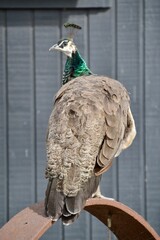 Wild peahen, female peacock outside