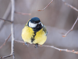 Obraz premium Cute bird Great tit, songbird sitting on a branch without leaves in the autumn or winter.
