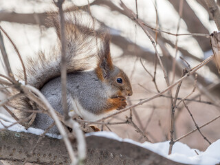 The squirrel with nut sits on tree in the winter or late autumn