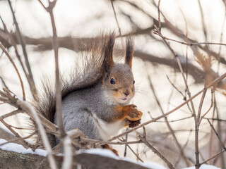 The squirrel with nut sits on tree in the winter or late autumn