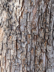 The texture of the bark of an old apple tree