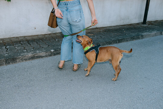 woman walking her dog 
