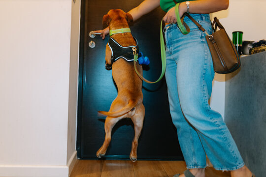 exited dog jumping on the door 