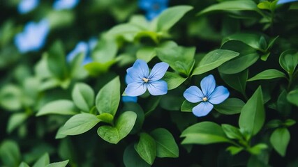 Delicate blue flowers bloom among lush green foliage in natural sunlight