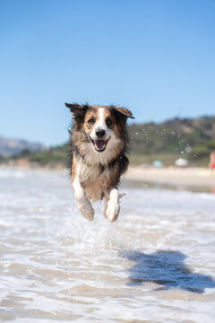 Dog jumping on the beach