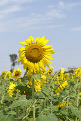 Closeup of a sunflower growing in a field of sunflowers during a nice sunny summer day, Sunflower natural background. flower blooming, Beautiful field of blooming sunflowers, Chakwal, Punjab, Pakistan