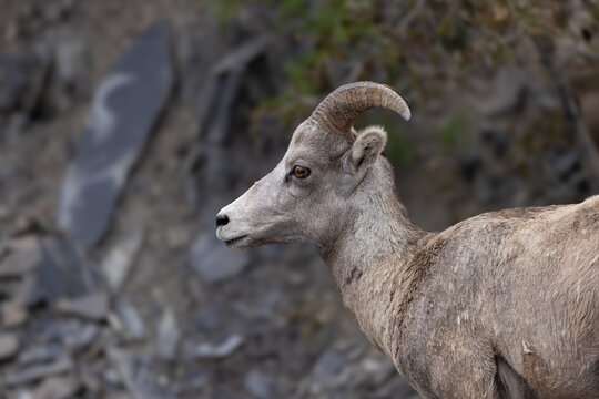 Closeup Portrait of a Bighorn Sheep in Banff National Park
