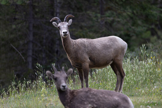 Two Young Bighorn Sheep at Mount Norquay Lookout in Canada