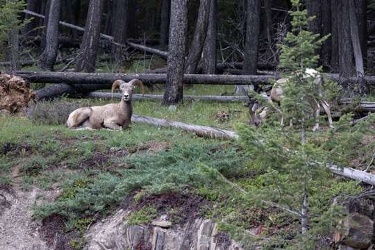 A Single Bighorn Sheep On a Cliffs Edge in Banff National Park