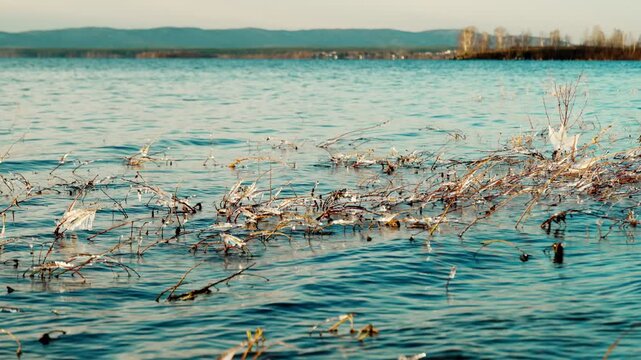 The coastal vegetation in the water on the shore of the lake was covered with ice with the onset of subzero temperatures. A frosty autumn day.