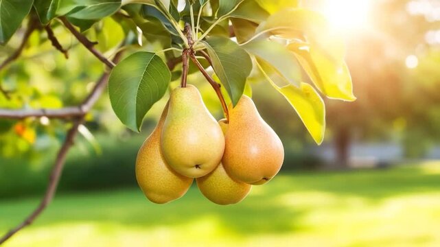 Pears on tree branch in sunlight a natural orchard scene ripe fruit harvest
