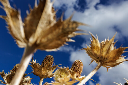 Dry thistles grow towards the blue sky
