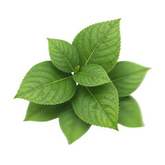 Green leaves of a plant isolated on a black background