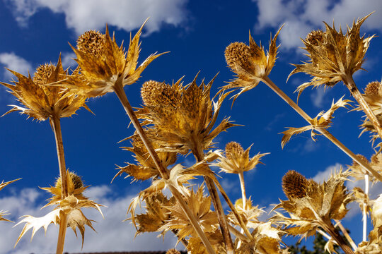 Dry thistles grow towards the blue sky