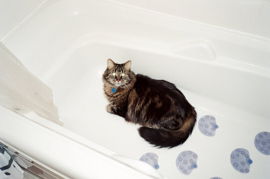 Cat in the bathtub