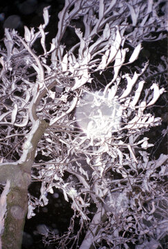 Tree with frozen branches