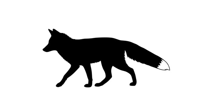 Silhouette of a fox walking, with a bushy tail and pointed ears, against a white background.