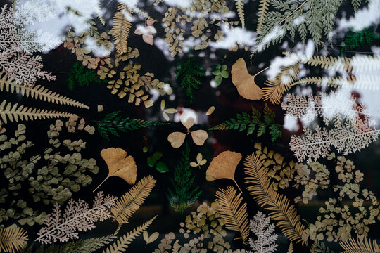 Colorful Pressed Leaves and Ferns Arranged on a Dark Surface