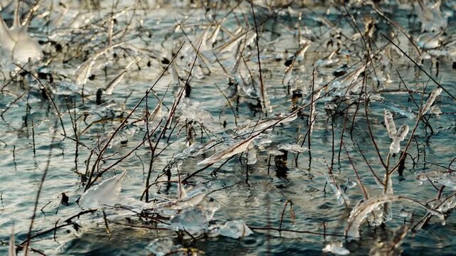 The coastal vegetation in the water on the shore of the lake was covered with ice with the onset of subzero temperatures. A frosty autumn day.