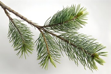 branch of a pine