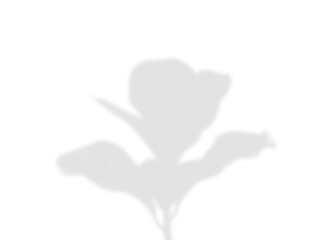 Delicate Flowering Branch and Leaf Shadow Overlay